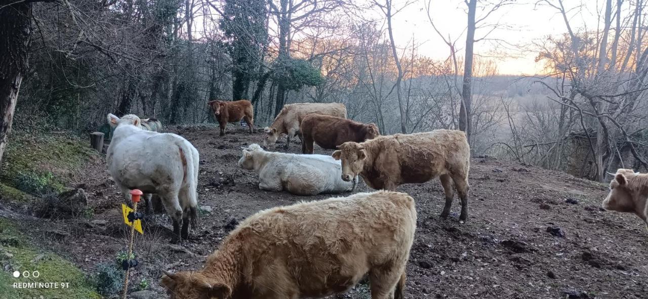 Carrer Esparreguera Olot Kültér fotó